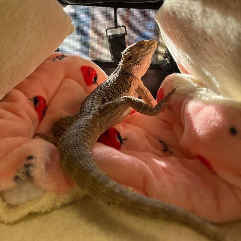 Recognizing International Vet Med Day VetCor Veterinary Practices